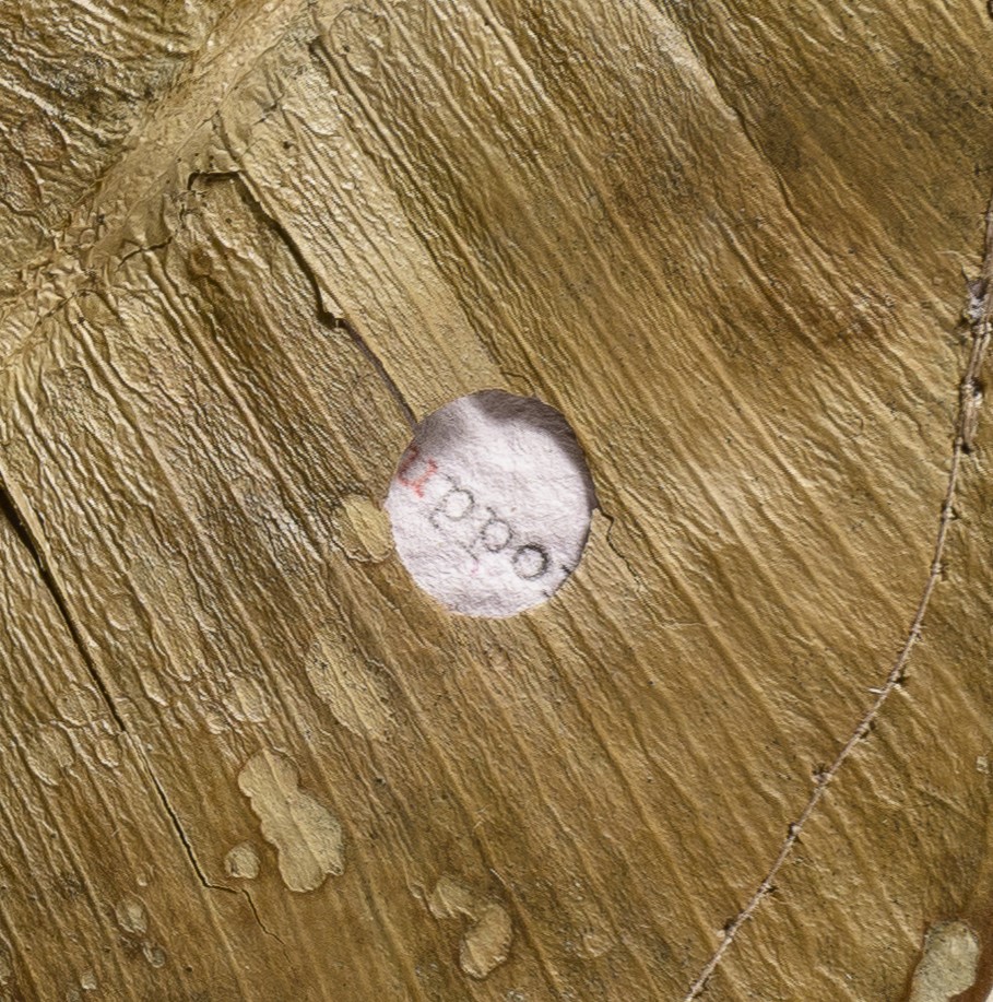 Détail d'un feuillème de Rosa Najdovski. Poème caché dans deux feuilles de caoutchouc. copyright Najdovski Rosa et Stéphane Bazzo